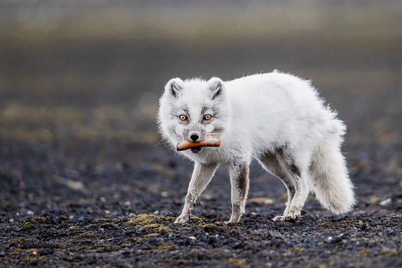 Survival skills in nature